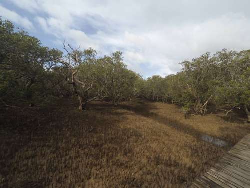 Mangroves