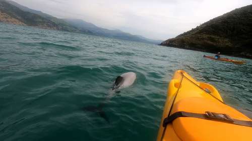 Hector's dolphin
