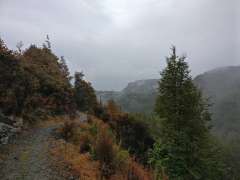 Mt Crichton Loop track