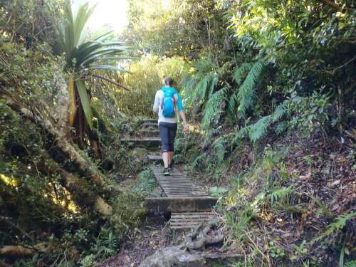 Walking up through the forest