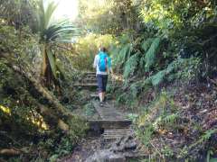 Walking up through the forest
