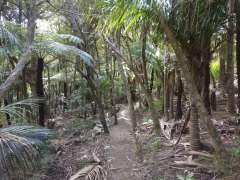 Walking through the trees on Zion Hill Track