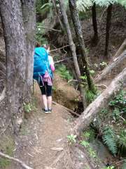 Climb across the overturned tree