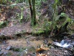 Little stream crossing