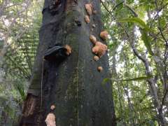 Something growing on the tree