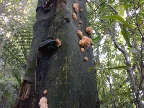 Tree with something growing on it