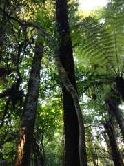 Tree growing out of another tree