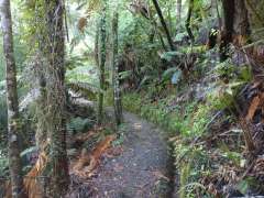 Climb on Wairoa Loop track