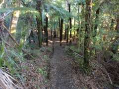 Nice descent through forest