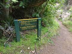 Down towards Mokoroa Stream track