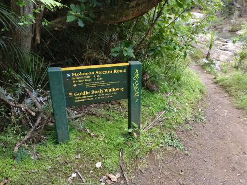 Back along Mokoroa Stream