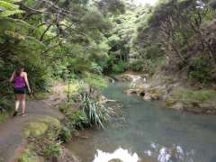 Start of Mokoroa Stream track