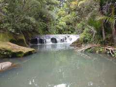 Mokoroa Stream