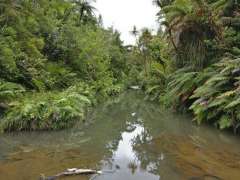Mokoroa Stream