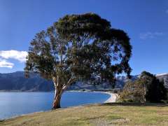 Lake Hawea tree
